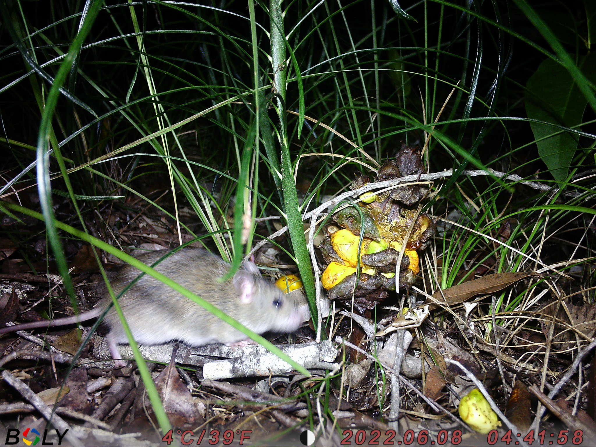 Image of Australian Pale Field Rat