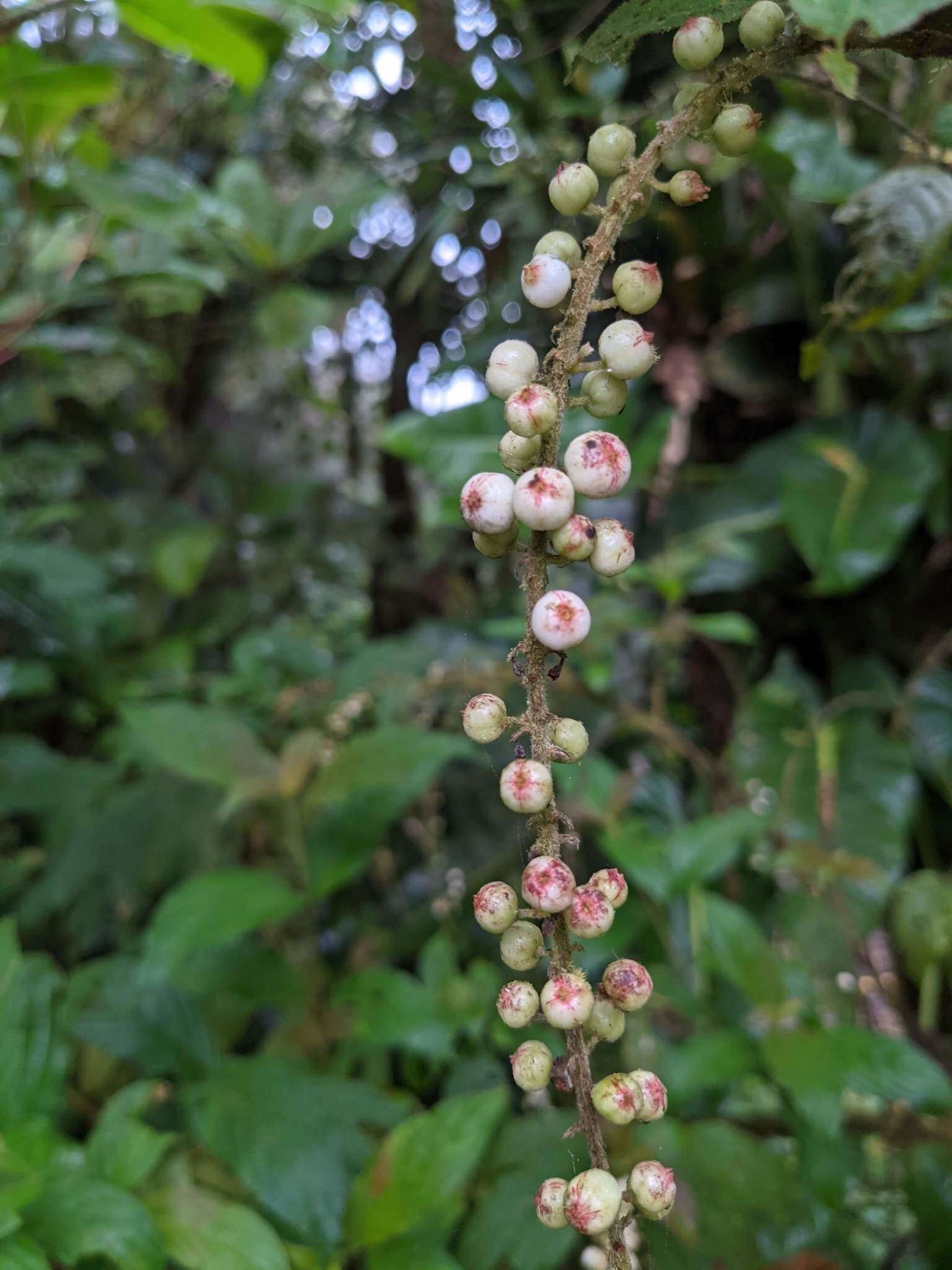 Image of Gonzalagunia rosea Standl.