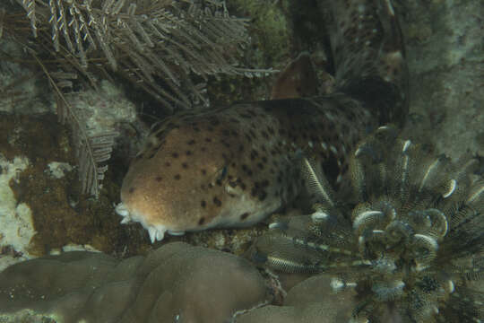 Image of Triton Epaulette shark