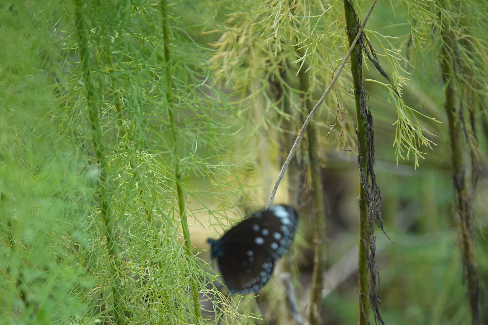 Euploea crameri Lucas 1853的图像