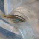 Image of Blackstripe livebearer