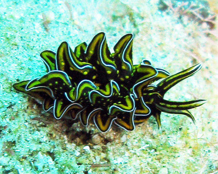 Image of Leaf gilled slug