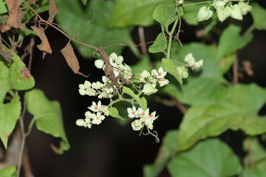 Image of Antigonon flavescens S. Wats.