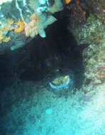 Image of Brown-marbled Grouper