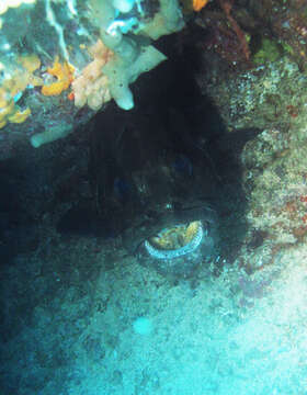 Image of Brown-marbled Grouper