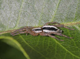 Image of Cesonia bilineata (Hentz 1847)