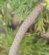 Image of Euryops arabicus Steud. ex Jaub. & Spach