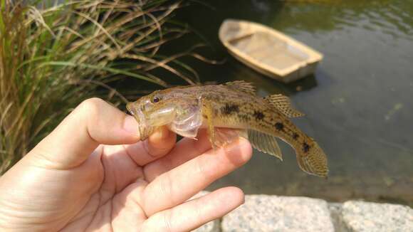 Image of Glossogobius