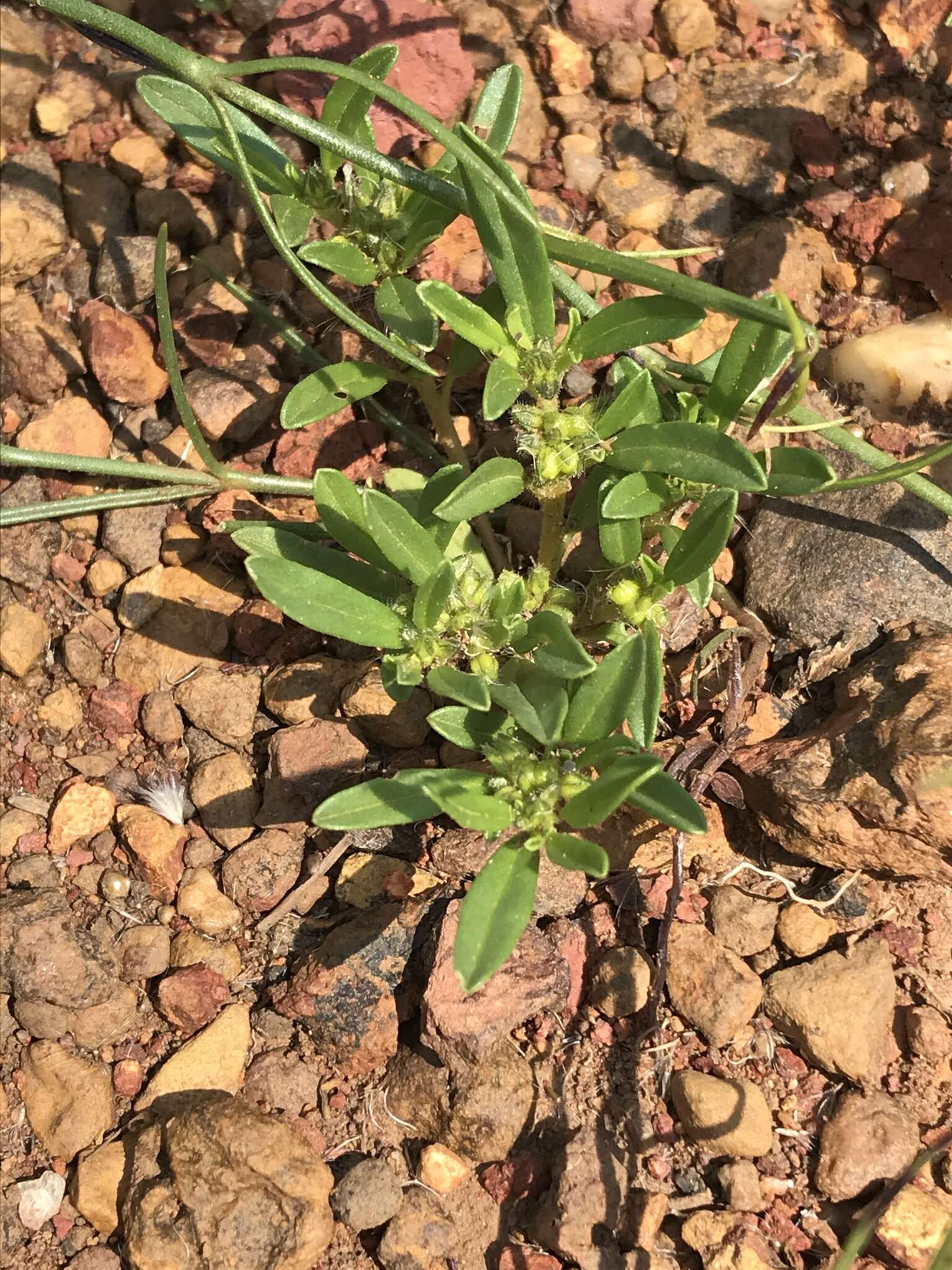 Image of Limeum viscosum subsp. viscosum