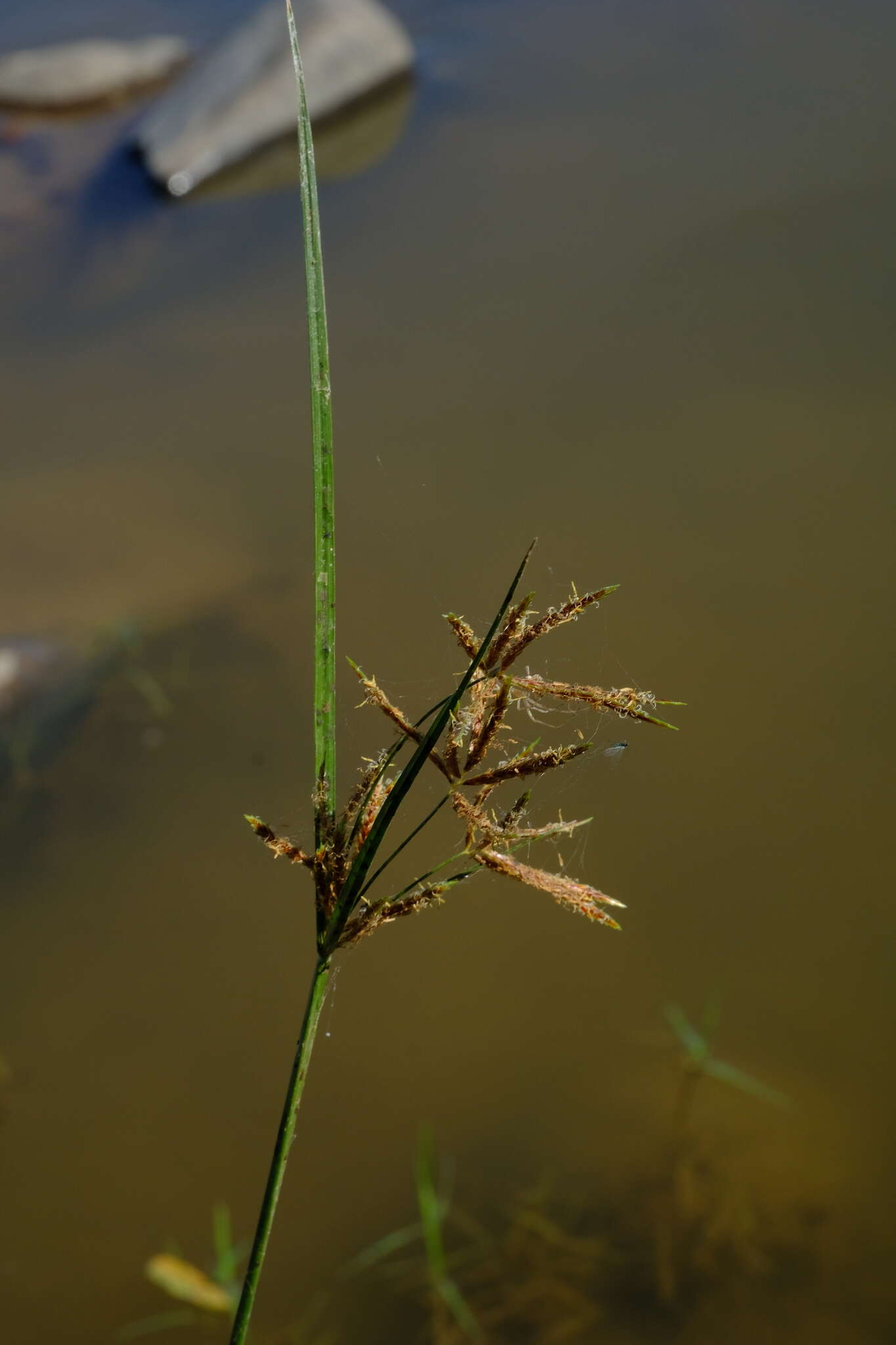 Imagem de Cyperus longus subsp. longus