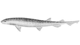 Image of Dogfish