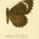 Imagem de Alaena oberthuri Aurivillius 1899