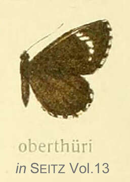 Image de Alaena oberthuri Aurivillius 1899