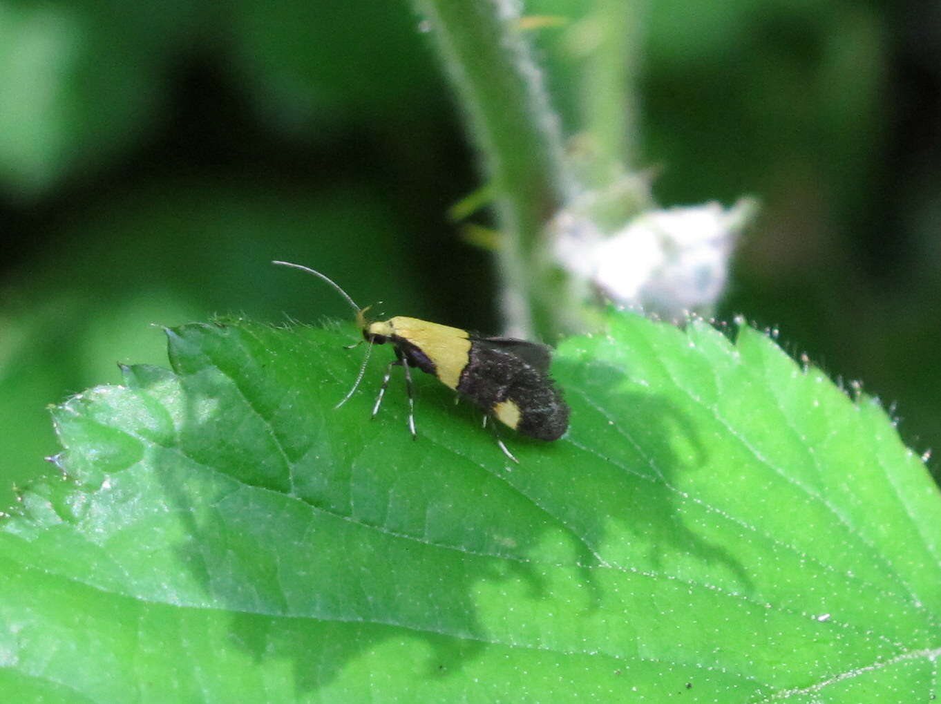 Image of Oecophora bractella Linnaeus 1758