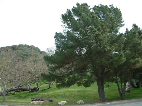 Imagem de Pinus radiata D. Don