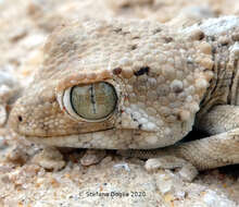 Image of Helmeted gecko