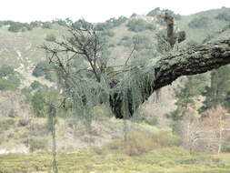 Sivun Tillandsia usneoides (L.) L. kuva