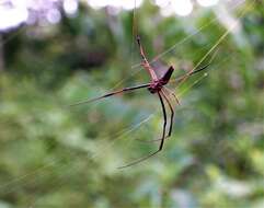 Imagem de Nephila comorana Strand 1916