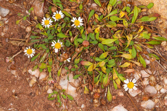 Image de Bellium fausse pâquerette