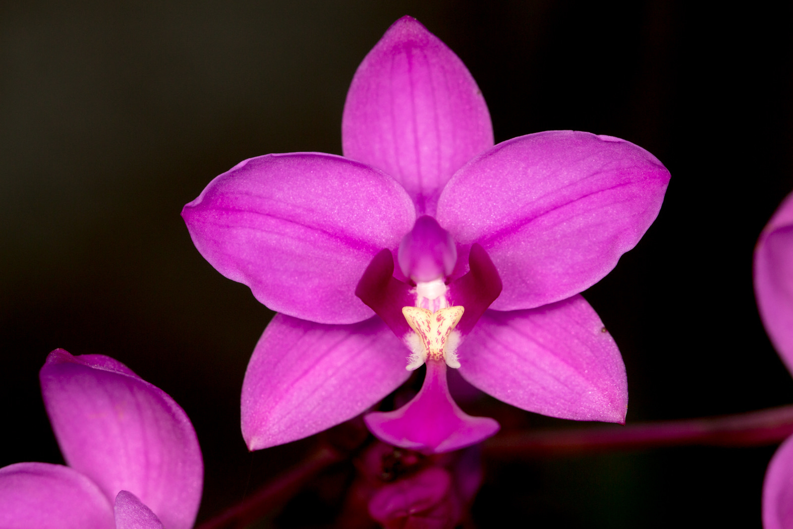 Ground Orchid Media Encyclopedia Of Life