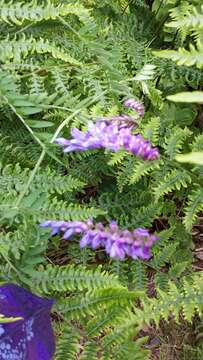 Image of bird vetch