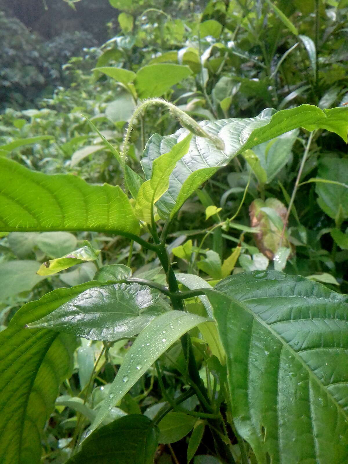 Pachystachys coccinea (Aubl.) Nees resmi