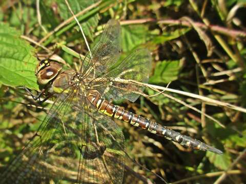 Image of Migrant Hawker