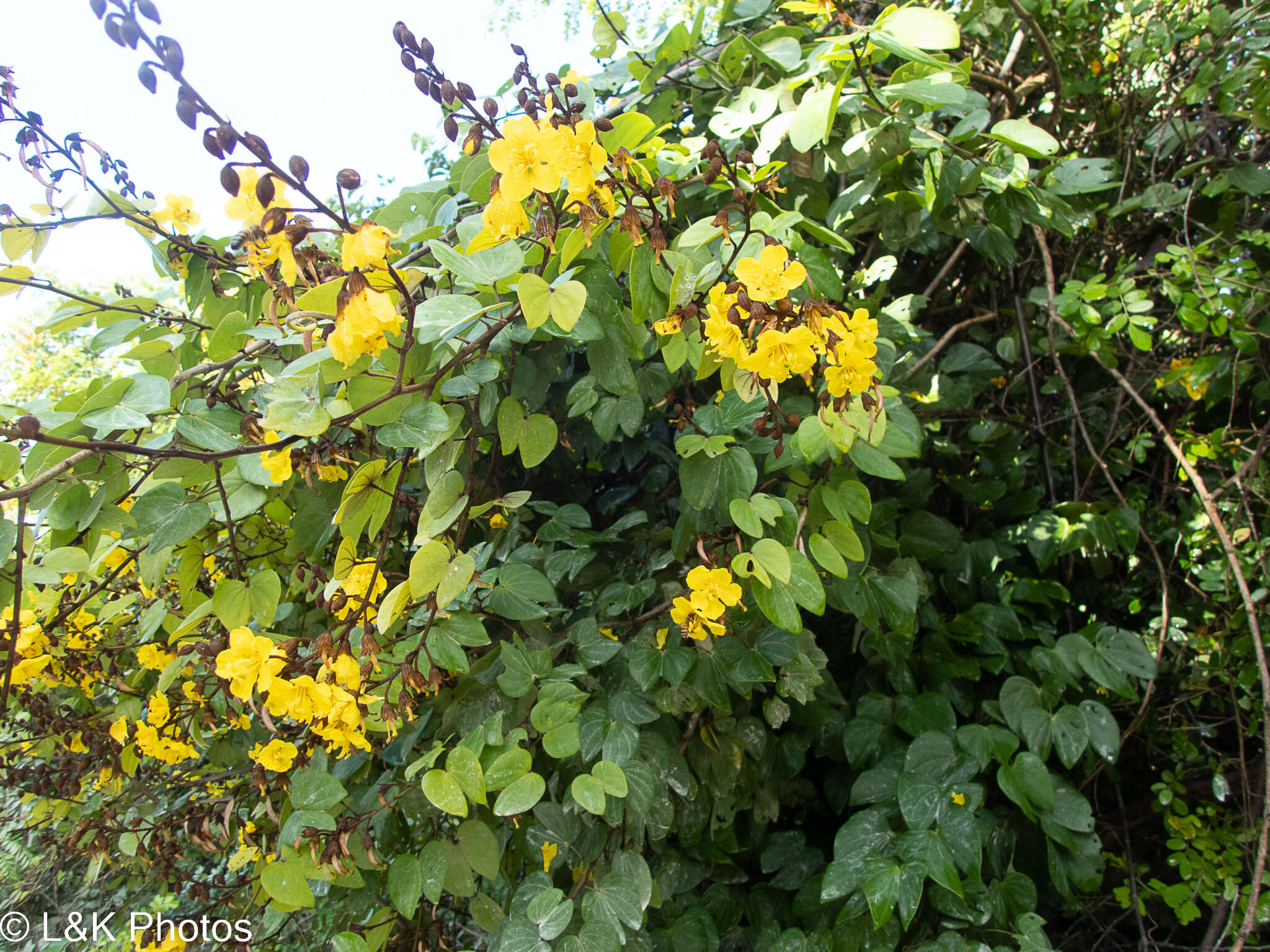 Plancia ëd Bauhinia herrerae (Britton & Rose) Standl. & Steyerm.