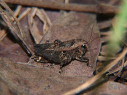 Image of Phloeonotus humilis (Gerstaecker 1869)