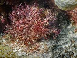 Image of Lacy scorpionfish