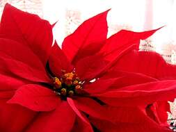 Image of poinsettia