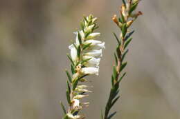 Image of Epacris obtusifolia Sm.