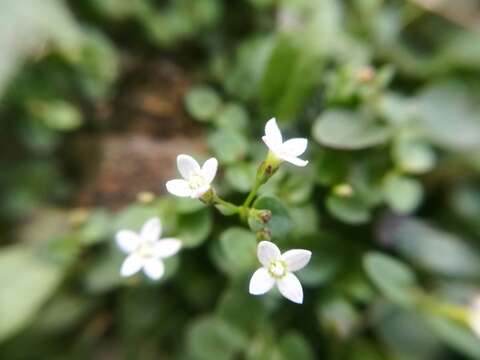 Image of Oldenlandia ovata S. Watson