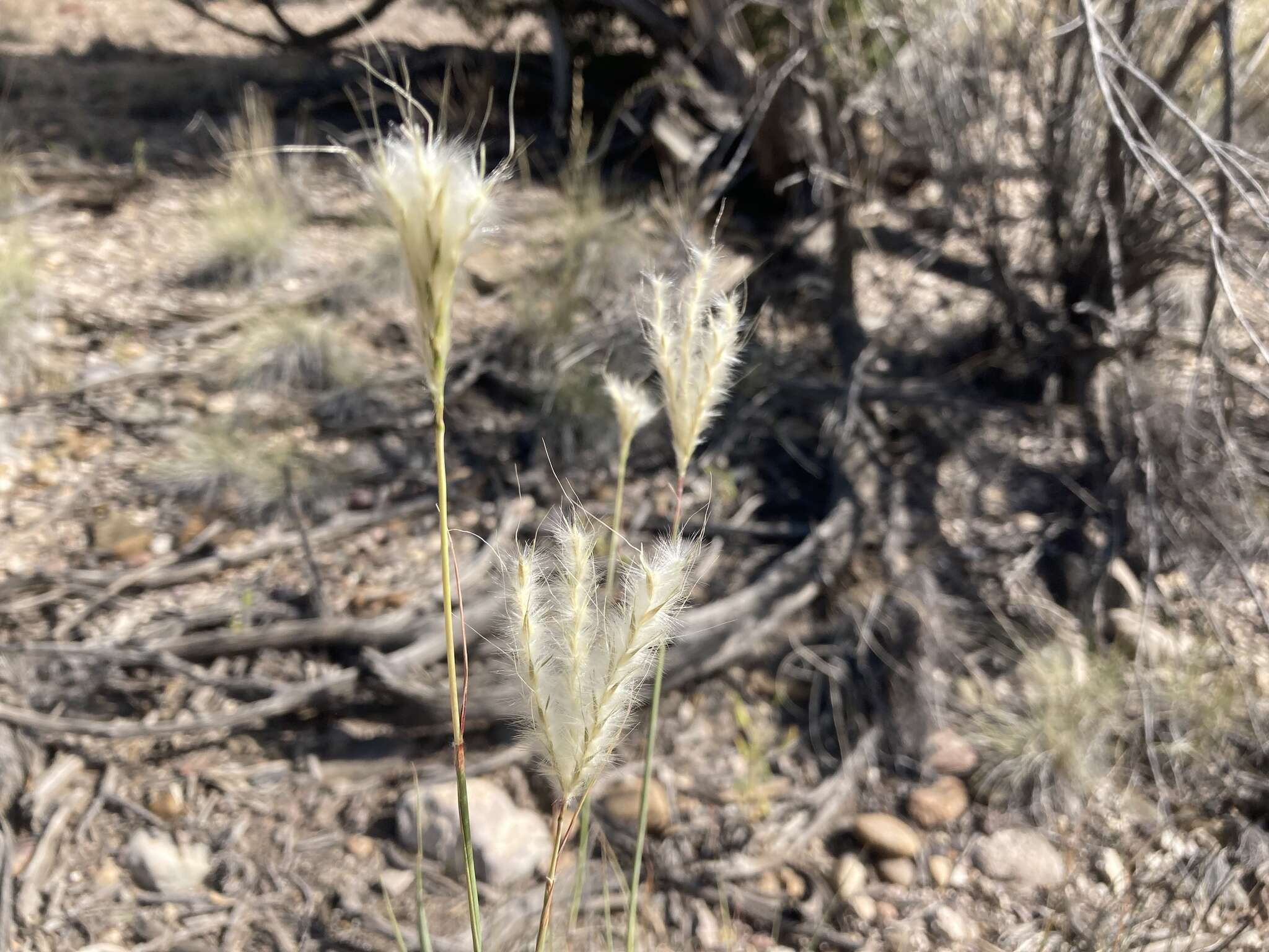 Imagem de Bothriochloa springfieldii (Gould) Parodi