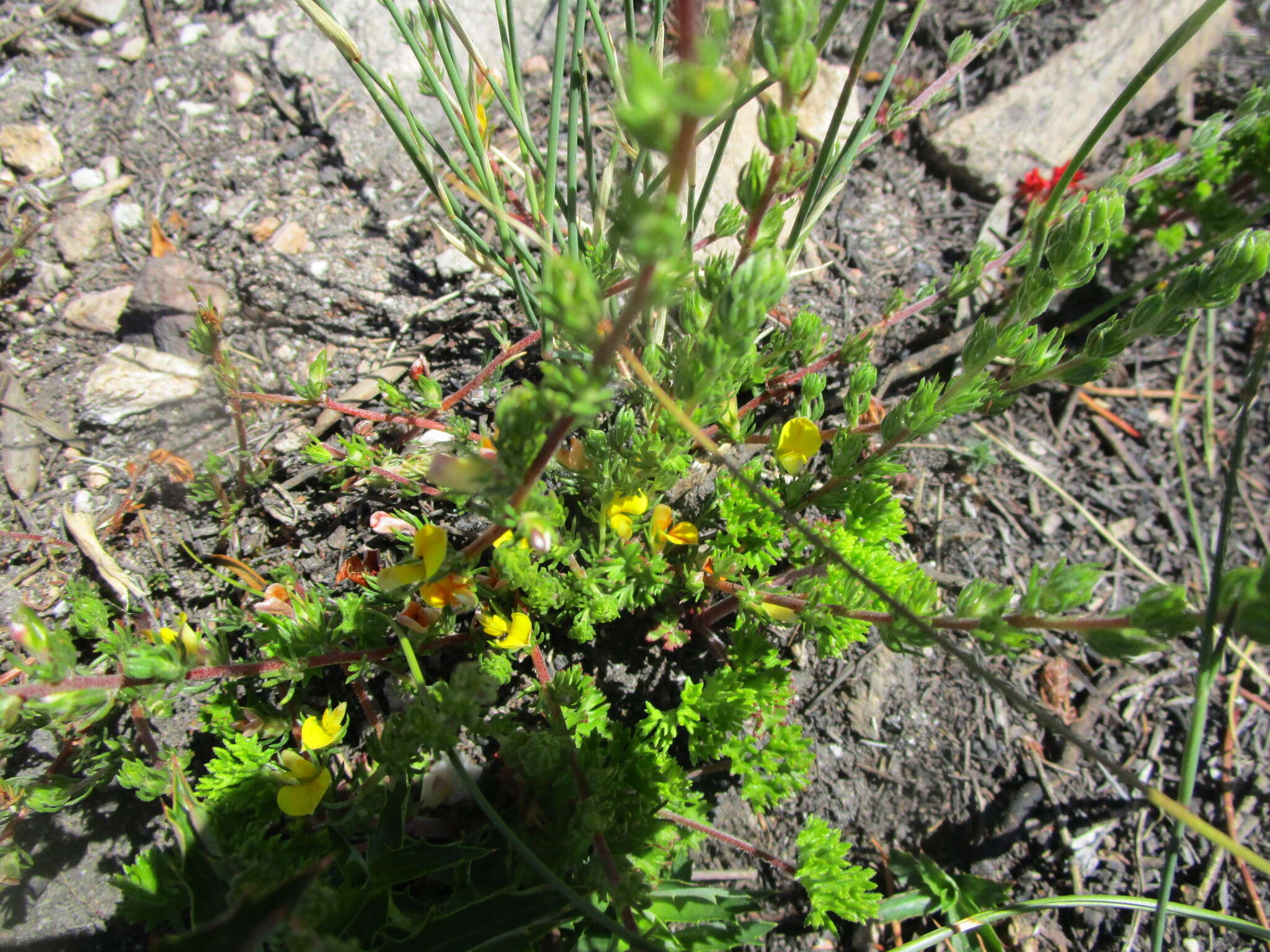 Слика од Aspalathus opaca subsp. opaca