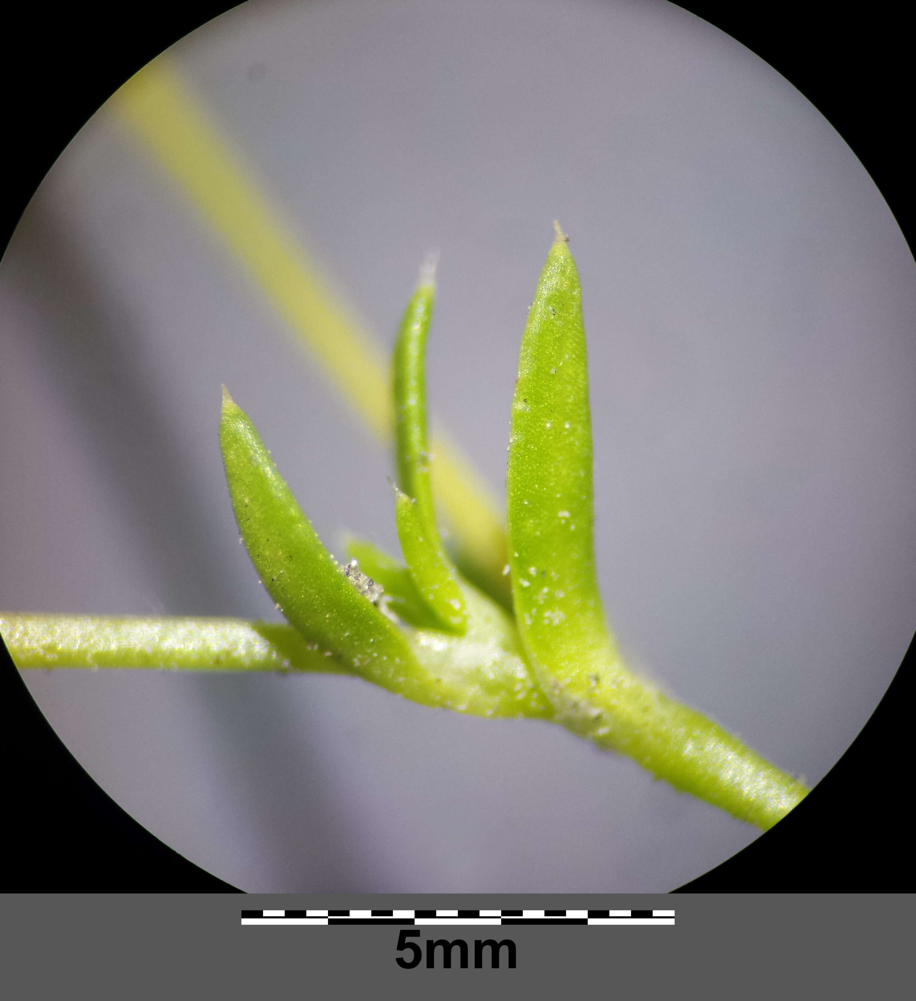 Image of birdeye pearlwort