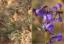 Image of Lobelia chamaepitys Lam.