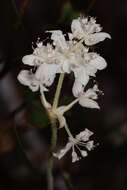 Image of Xanthosia rotundifolia DC.