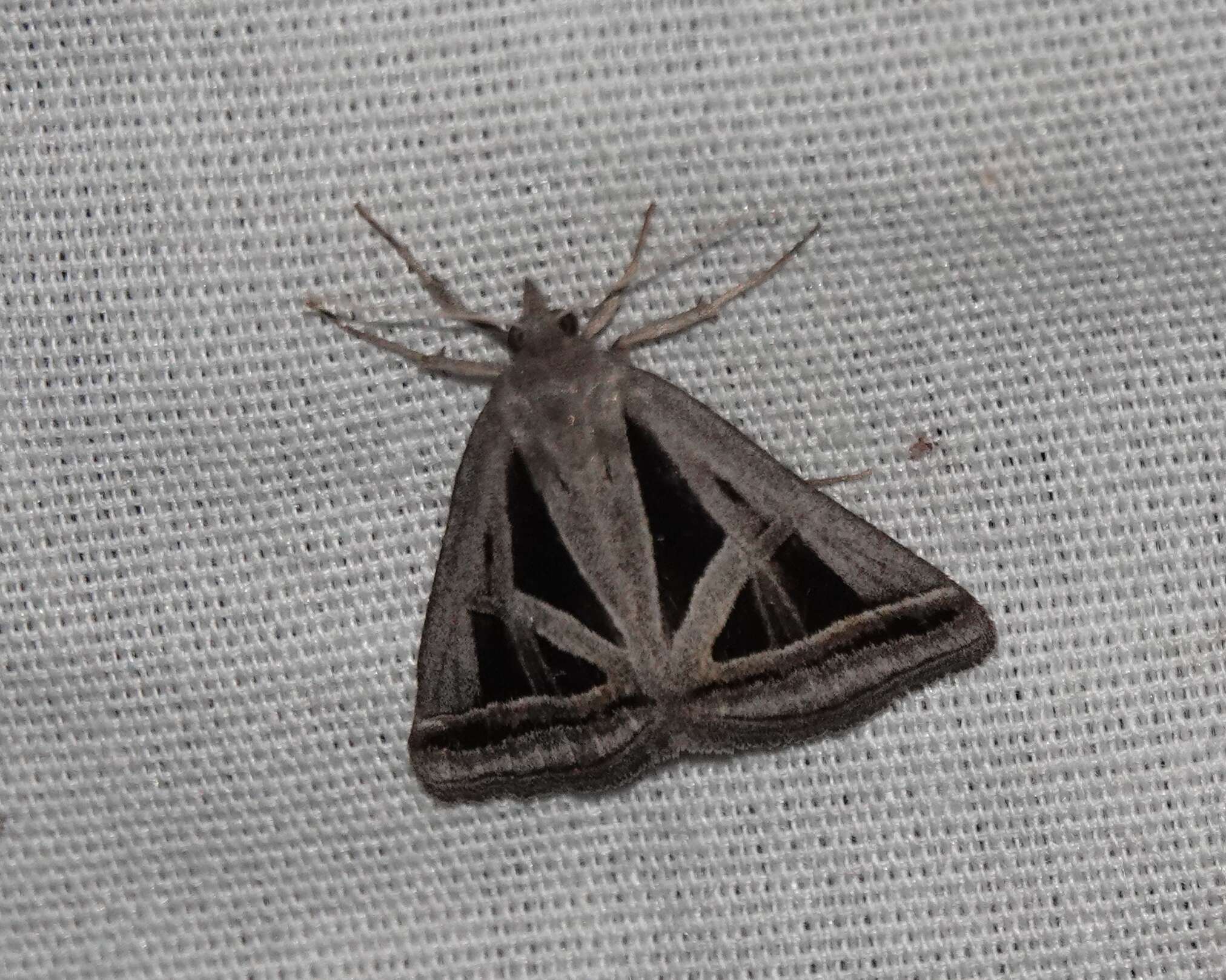 Image of Callistege triangula Barnes & McDunnough 1918