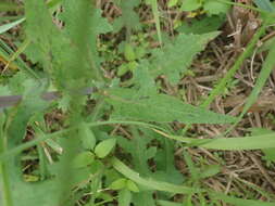 Lactuca formosana Maxim.的圖片