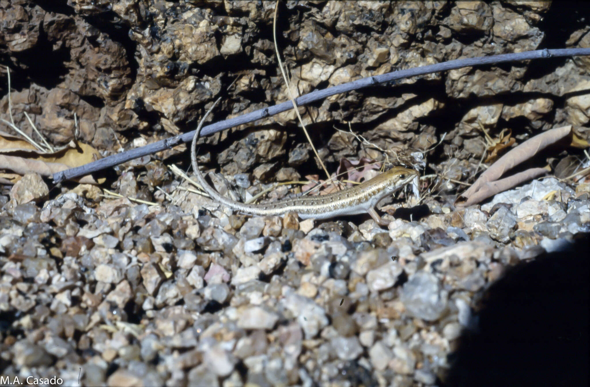 Image de Trachylepis acutilabris (Peters 1862)