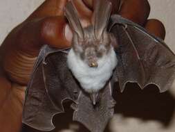 Image of Wood's Slit-faced Bat -- Wood's Slit-faced Bat