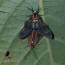 Image of Cosmosoma anoxanthia Druce 1905