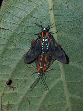 Image of Cosmosoma anoxanthia Druce 1905