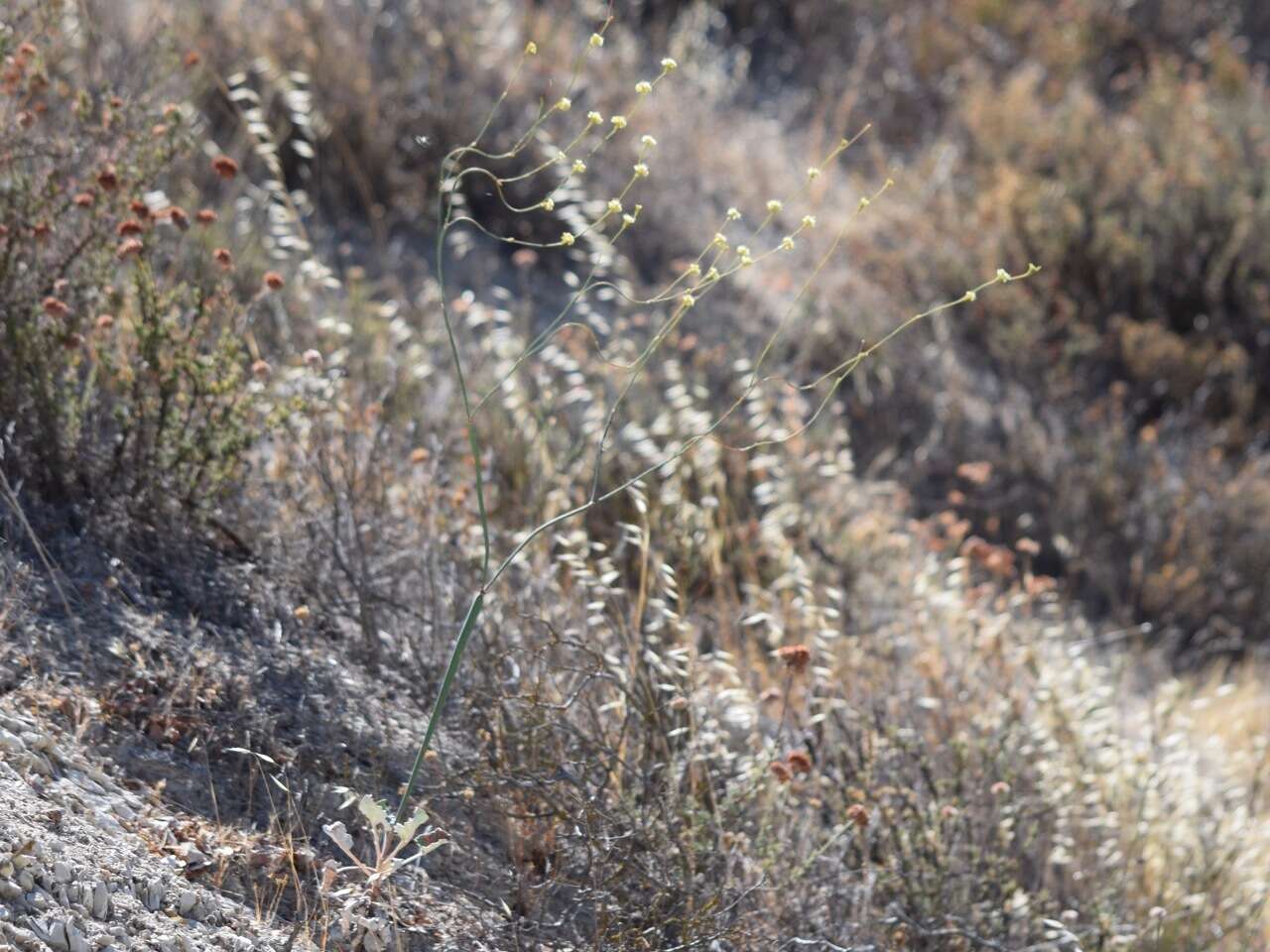 Image of protruding buckwheat