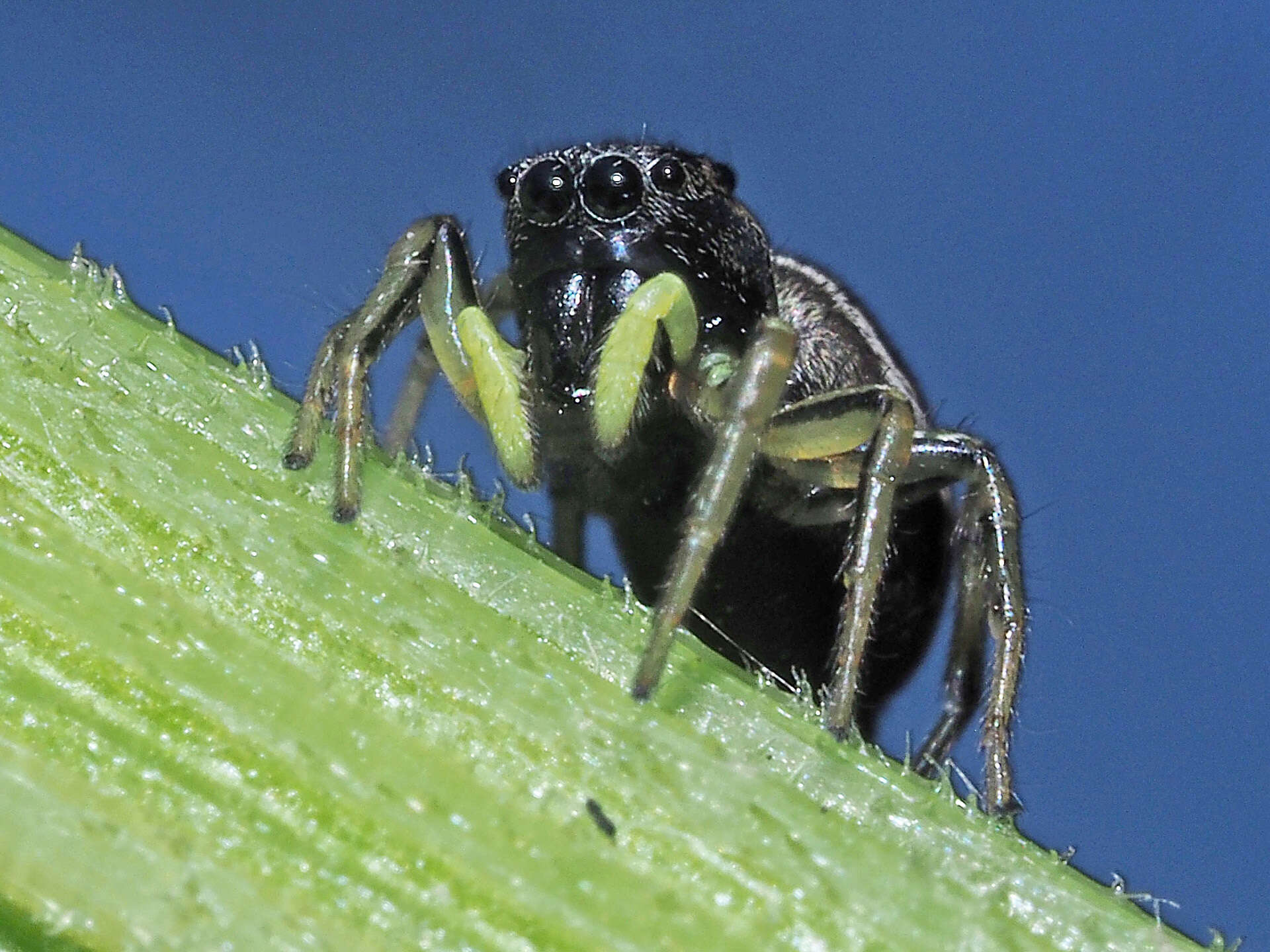 Image of Heliophanus cupreus (Walckenaer 1802)