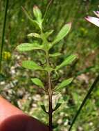 Image of red hawksbeard