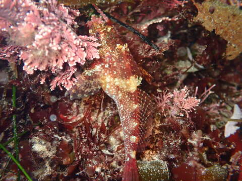 Image of Rosy sculpin