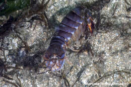 Image de Squilla aculeata Bigelow 1893