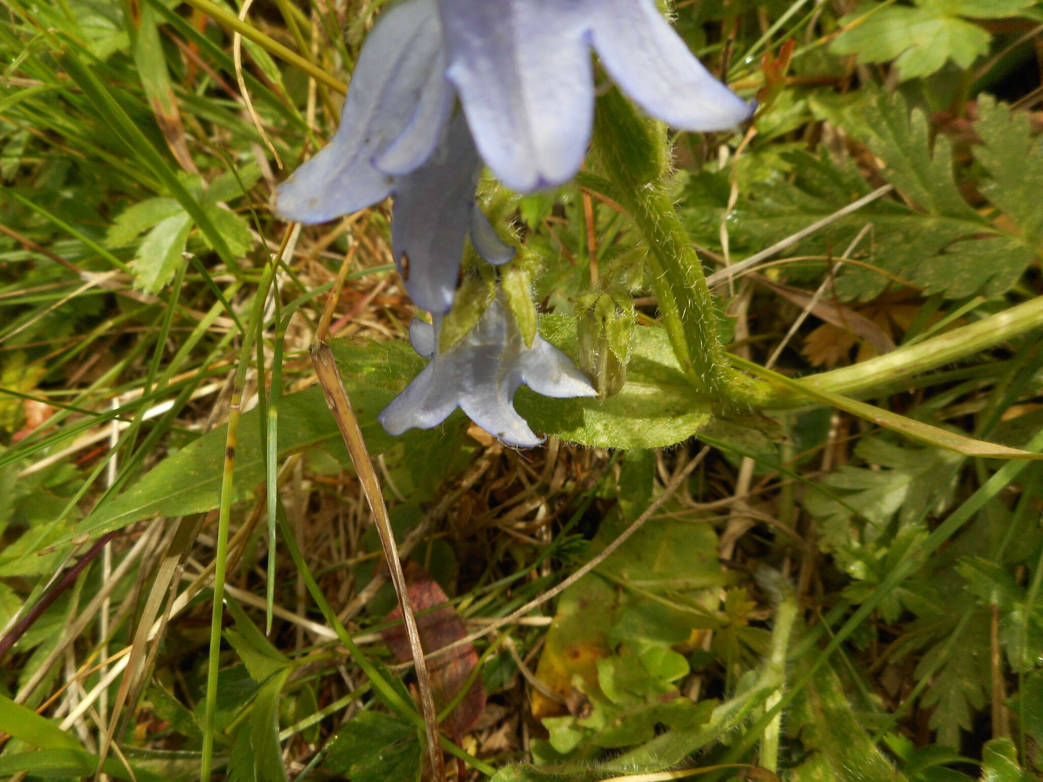 Image of Bearded Bellflower